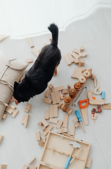 10 Easy DIY Pet Toys You Can Make at Home
