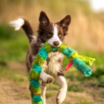 Eco-Friendly DIY Pet Toys Using Everyday Household Items