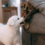 Transforming Old Clothes into Fun DIY Pet Toys