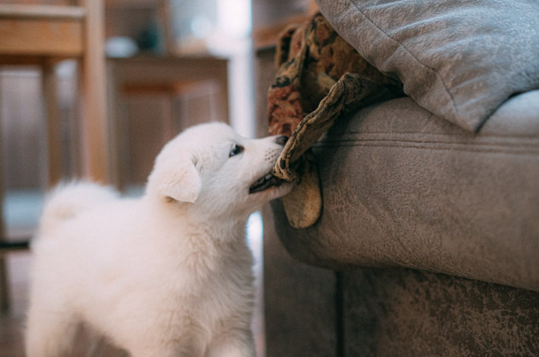 Transforming Old Clothes into Fun DIY Pet Toys