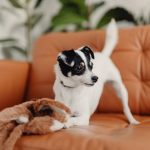 DIY Puzzle Toys for Pets: Challenge Your Pet’s Brain