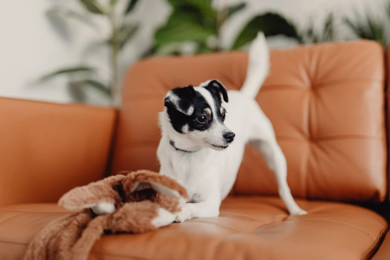 DIY Puzzle Toys for Pets: Challenge Your Pet’s Brain