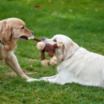 Quick and Easy DIY Pet Toys for Busy Pet Owners