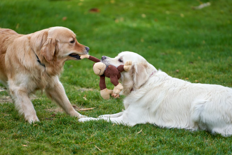 Quick and Easy DIY Pet Toys for Busy Pet Owners