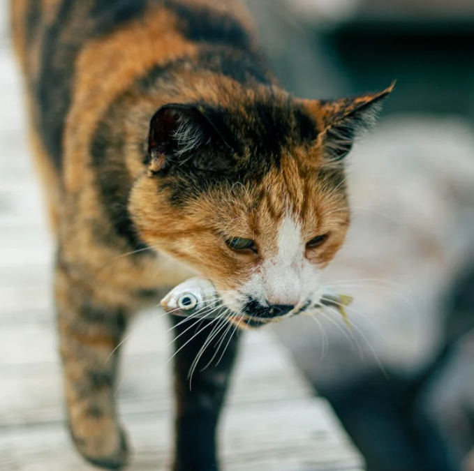 Homemade Fish Treats for Cats: Simple and Tasty Recipes