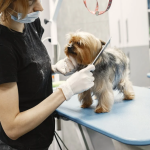 How Often Should You Groom Your Pet?