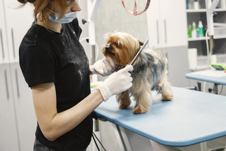 How Often Should You Groom Your Pet?