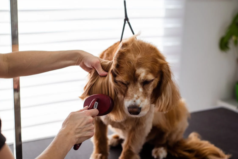 Grooming Your Pet for the Summer: Tips to Keep Them Cool