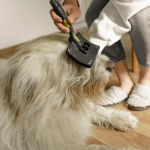 Grooming Senior Pets: Special Considerations and Tips