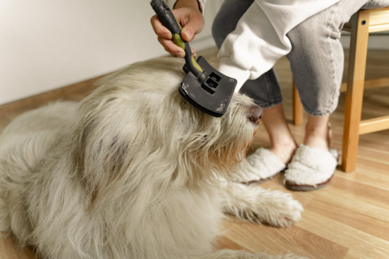 Grooming Senior Pets: Special Considerations and Tips