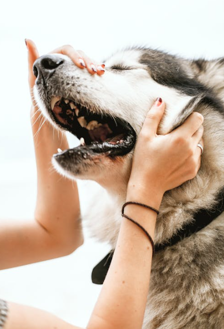 Dealing with Pet Shedding: Tips and Tricks