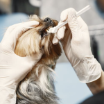 How to Brush Your Pet’s Teeth: Tips for Oral Health