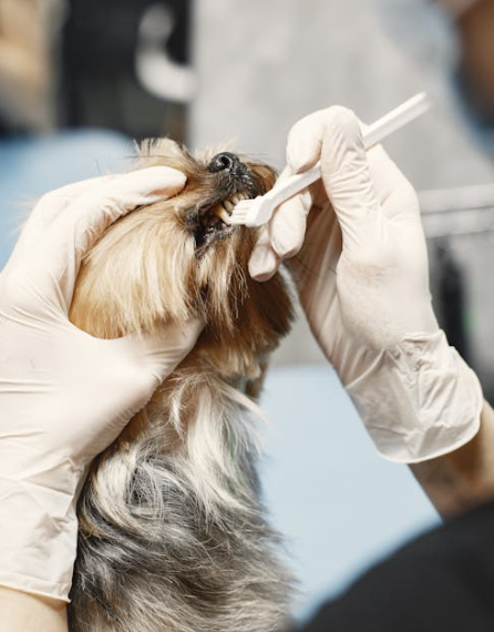 How to Brush Your Pet’s Teeth: Tips for Oral Health