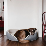 Pet Bed Maintenance: Tips for Keeping Your Pet’s Bed Clean