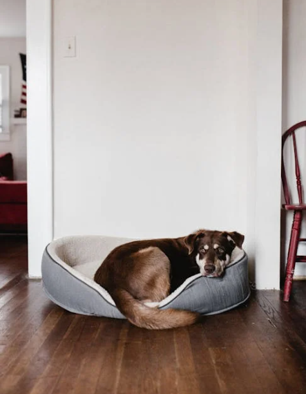Pet Bed Maintenance: Tips for Keeping Your Pet’s Bed Clean