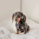 Orthopedic Pet Beds: Benefits and Top Picks